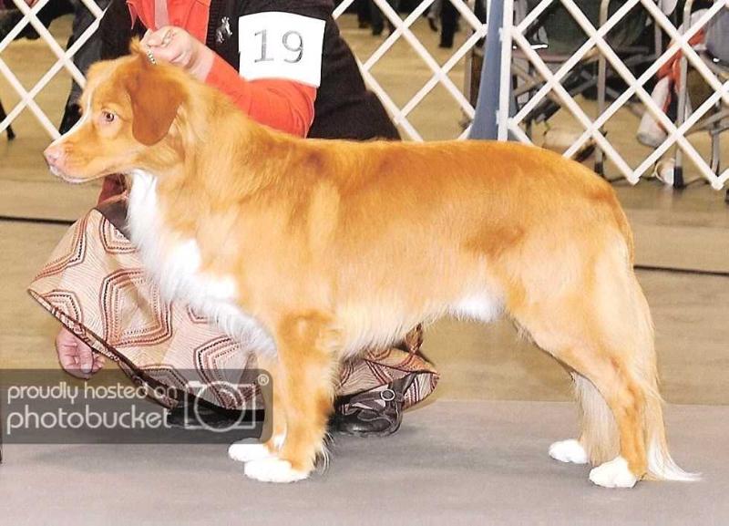 Redleaf's Diablo Rojo | Nova Scotia Duck Tolling Retriever 