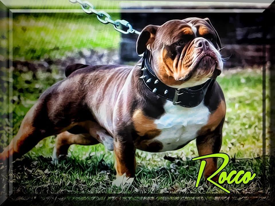 1 Bulldog Nation’s Rocco | Olde English Bulldogge 