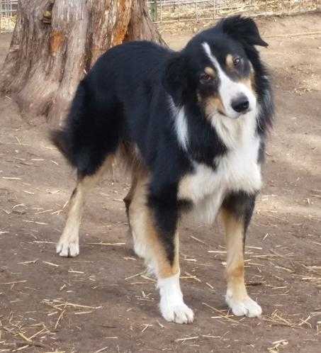 Daniel of Birdsong | Border Collie 