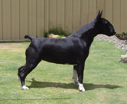 Westbul Eliza Lass | Bull Terrier 