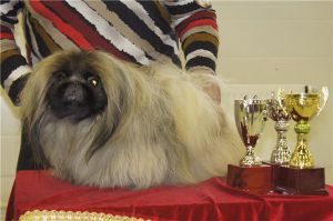 Shakti barbi businka | Pekingese 