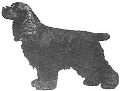 Non Quitt Nola's Candidate | American Cocker Spaniel 