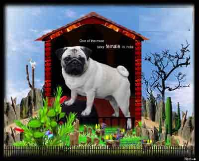 Kamalaks Sizzling Shane (Brown Sugar) | Pug 