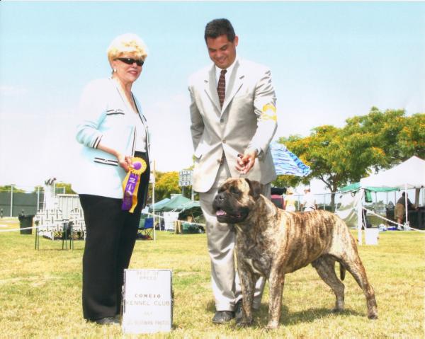 Oxford Charlie | Bullmastiff 