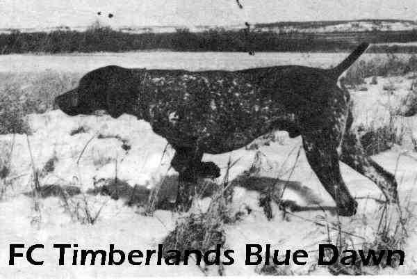 Timberland's Blue Dawn | German Shorthaired Pointer 