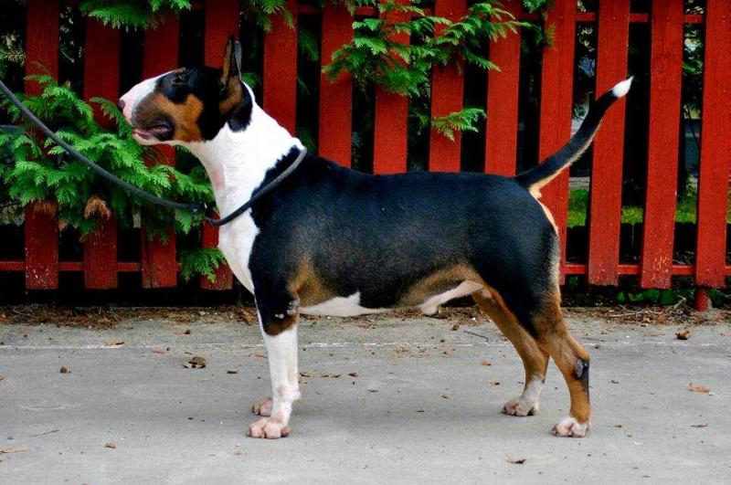NOVANTAE EYE OF THE STORM | Bull Terrier 