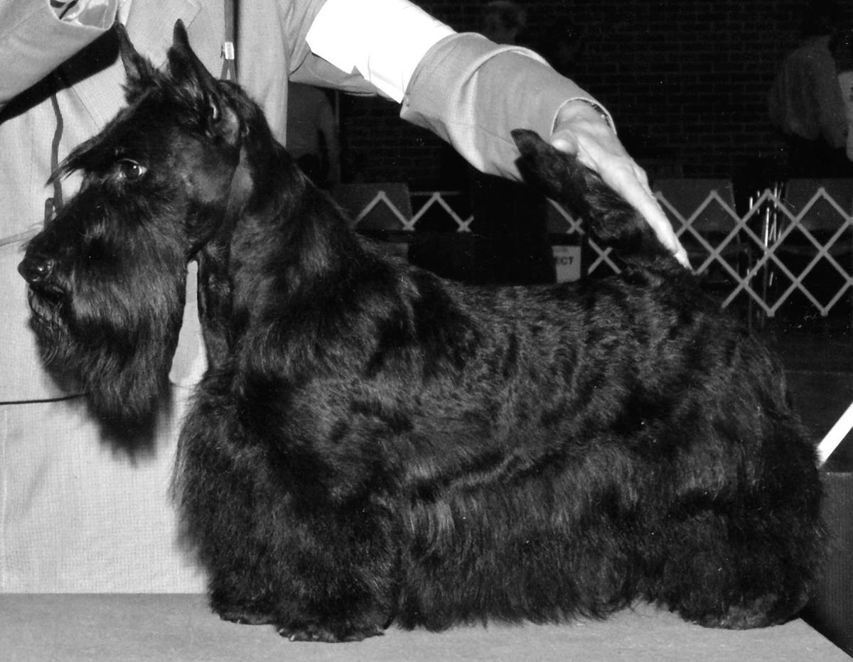 Anstamm Eglantine Off We Go | Scottish Terrier 