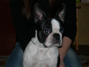 Jabo's Golden Jack Sparrow | Boston Terrier 