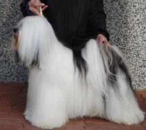 FABULOUS TEDDY'S BRONCO BILLY | Tibetan Terrier 