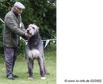 Fingal of Nutstown | Irish Wolfhound 