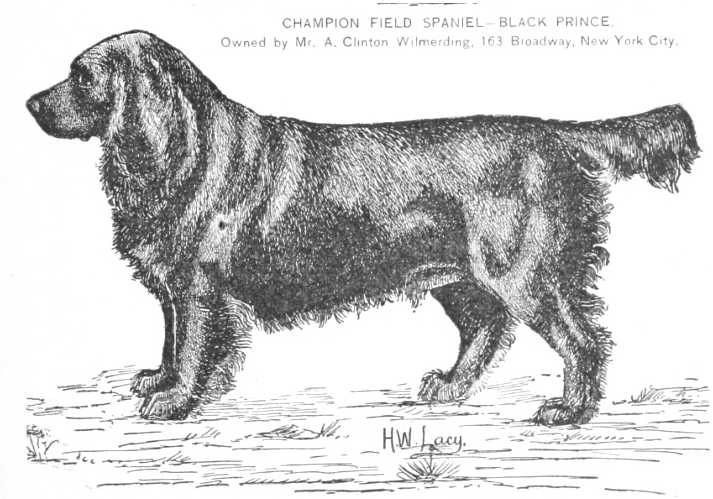 Black Prince [Mr A Clinton Wilmerding] | Field Spaniel 