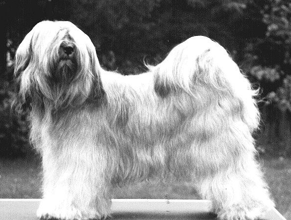 TENZING CHANA | Tibetan Terrier 