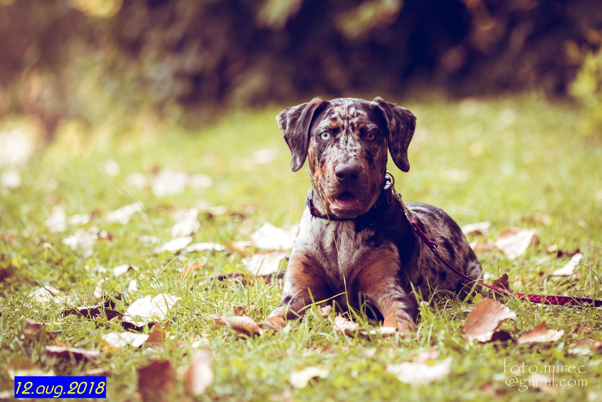 BUBBLE Kumba-Kexo | Catahoula Leopard Dog 