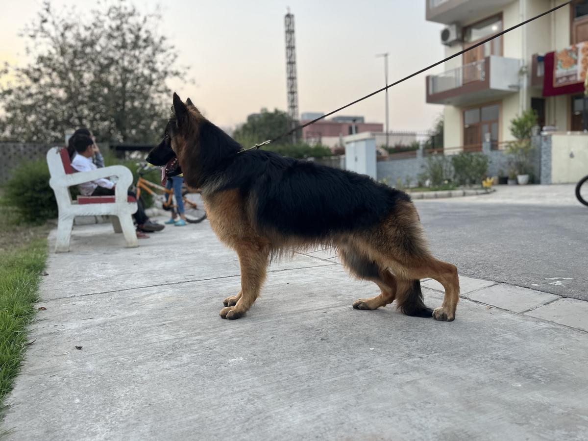 THOR (REMO) | German Shepherd Dog 