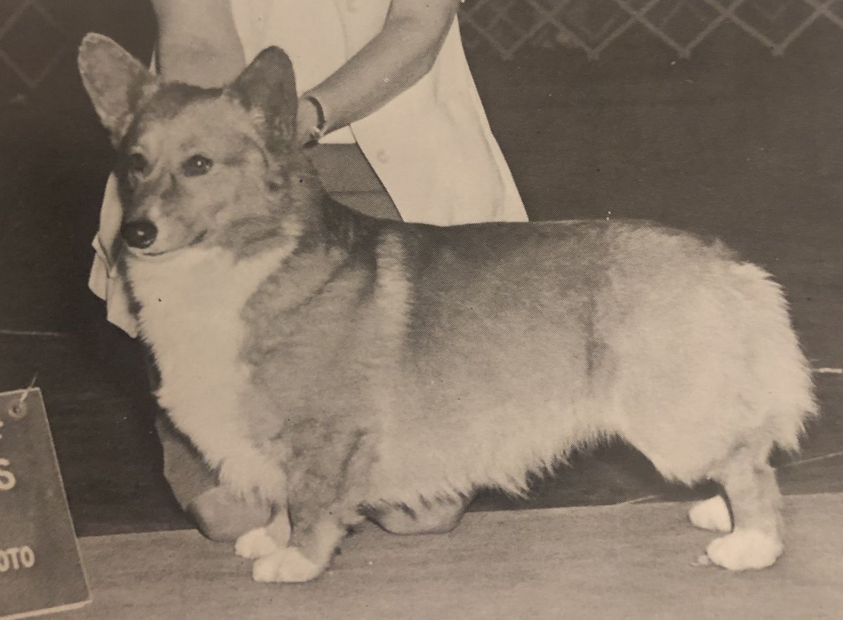 Blujor Rough and Reddy | Pembroke Welsh Corgi 