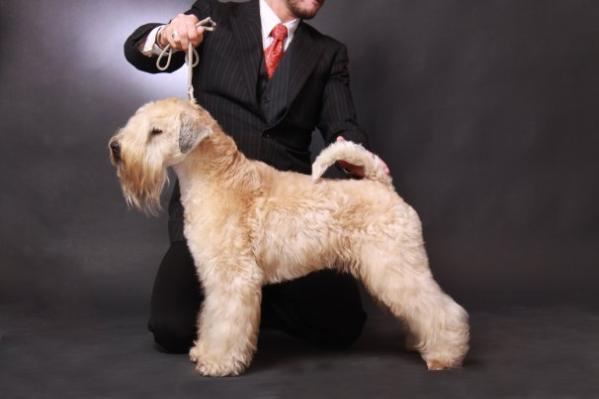 Wheatland Deirdre | Soft Coated Wheaten Terrier 