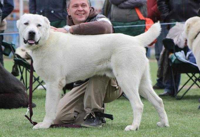 DARMAN OD KLEMEN | Central Asian Shepherd Dog 