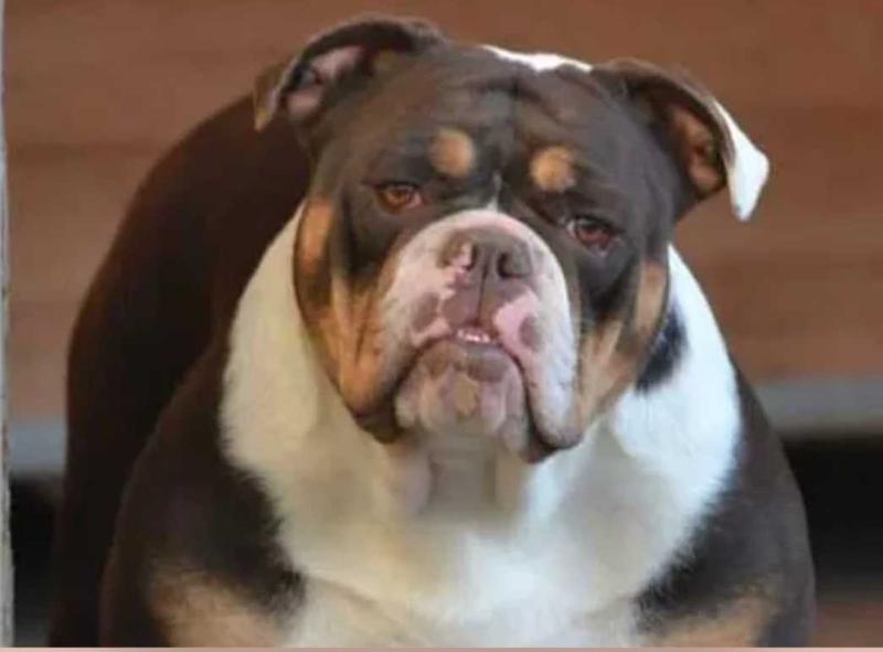 Ironhand's Schoko | Olde English Bulldogge 