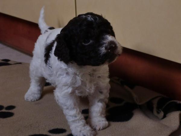 Lando Bella Mia | Lagotto Romagnolo 