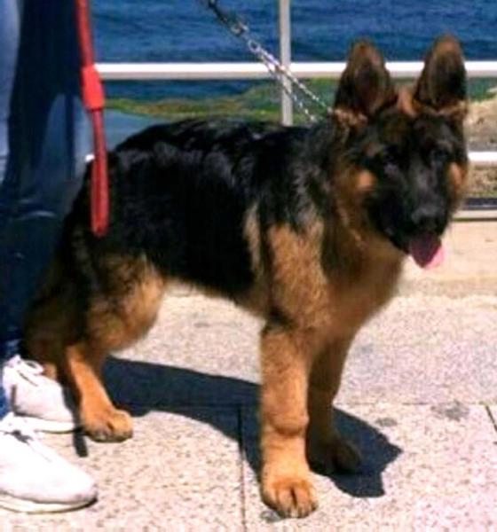 Ober vom Jaffahaus | German Shepherd Dog 