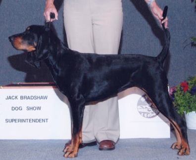 Rockytop Jaz-Z Tarnished Halo | Black and Tan Coonhound 