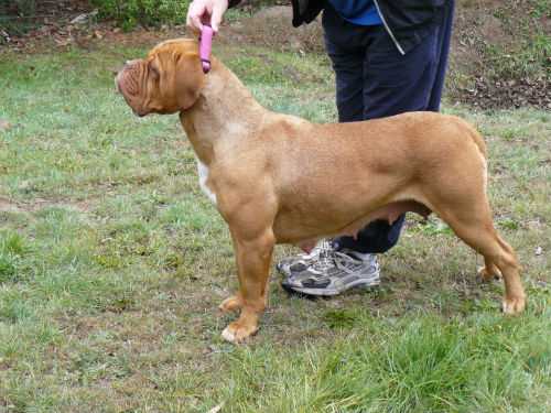 Durhamdogues Anastasia | Dogue de Bordeaux 