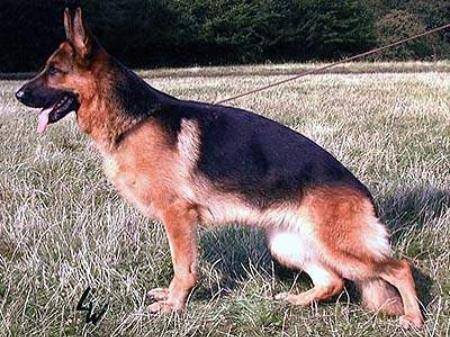 Genta vom Team Fiemereck | German Shepherd Dog 