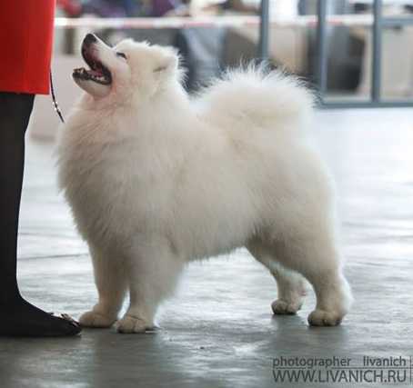 TIFFANY OF ARES The Glow Of The Snowy Star | Samoyed 