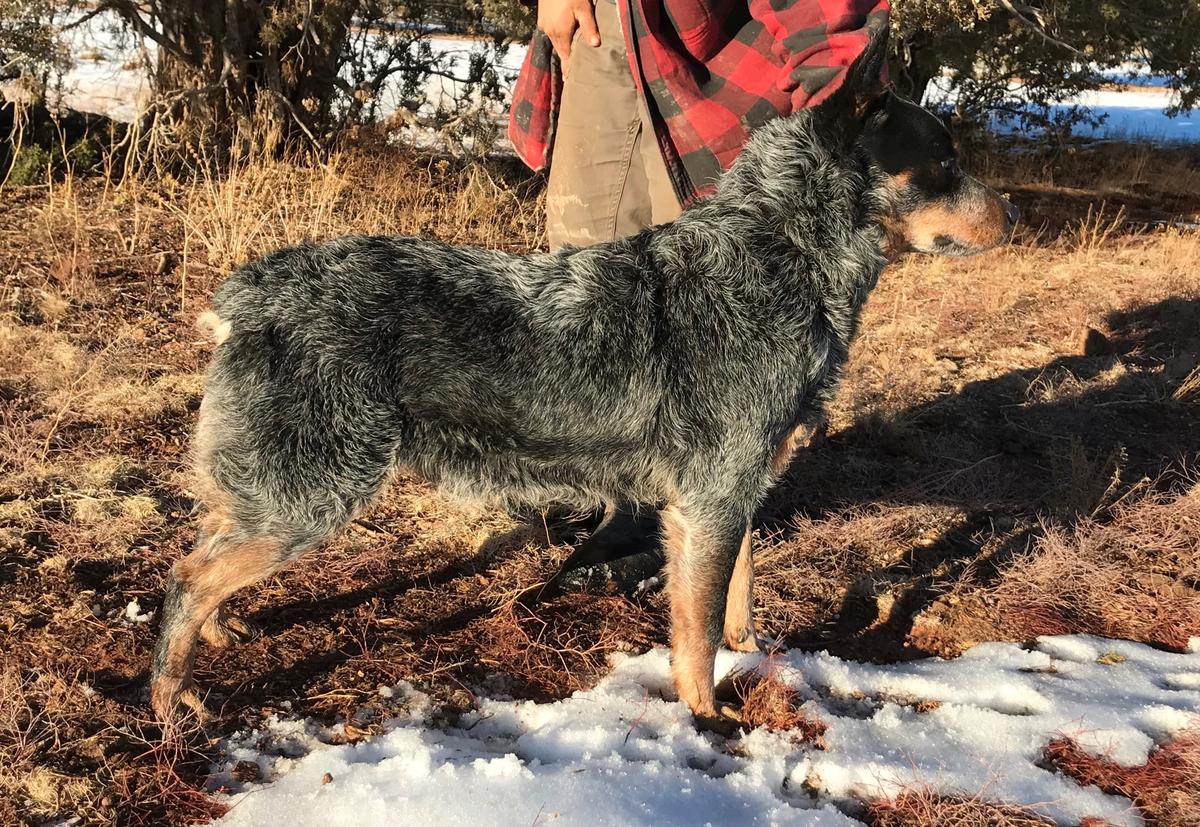 Major Stubbs | Australian Cattle Dog 