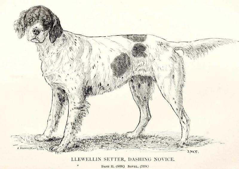 Dashing Novice (011431) | English Setter 