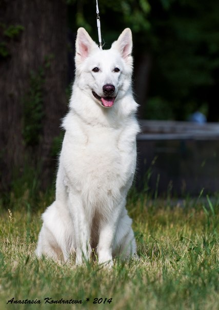 Big House Born By Christmas Magic | White Swiss Shepherd Dog 