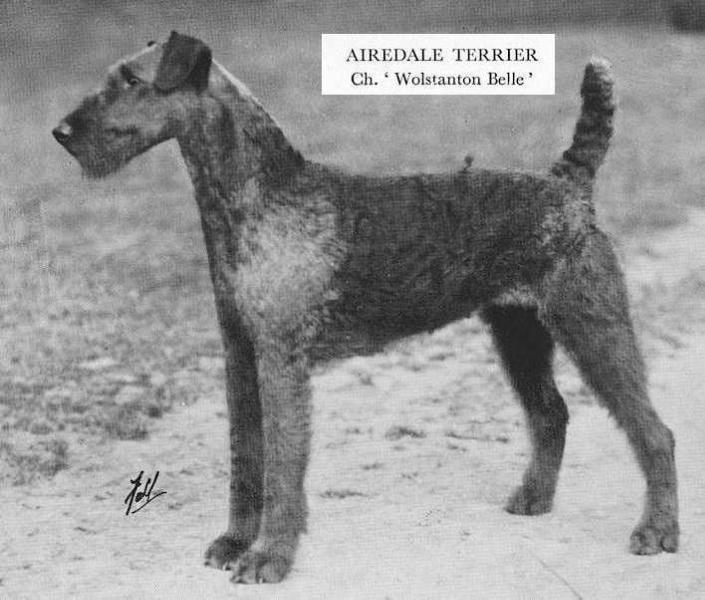 Wolstanton Belle | Airedale Terrier 