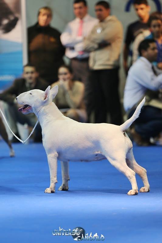 Pampa de los Héroes | Bull Terrier 