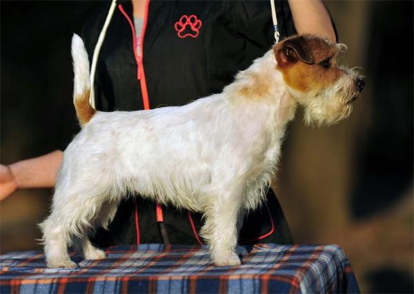 Arcibaldo armonia canina | Jack Russell Terrier 