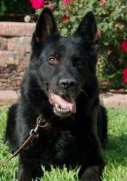 Ken von der Grube Waldecke | German Shepherd Dog 