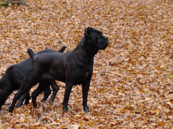 Kona guardiana | Cane Corso 