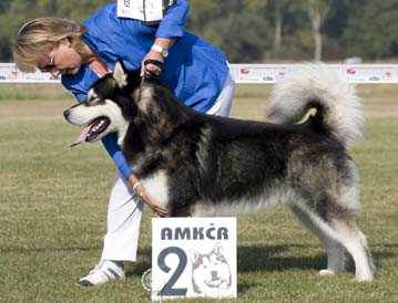 Jet -Black Diamond Stormyth | Alaskan Malamute 