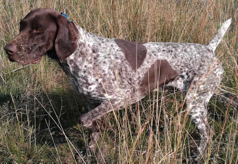 GOEDGEVONDEN BRNO OF SKODA NA | German Shorthaired Pointer 