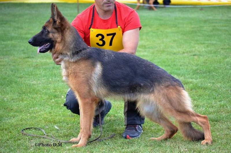 Nina v. d. Drei Grazien | German Shepherd Dog 