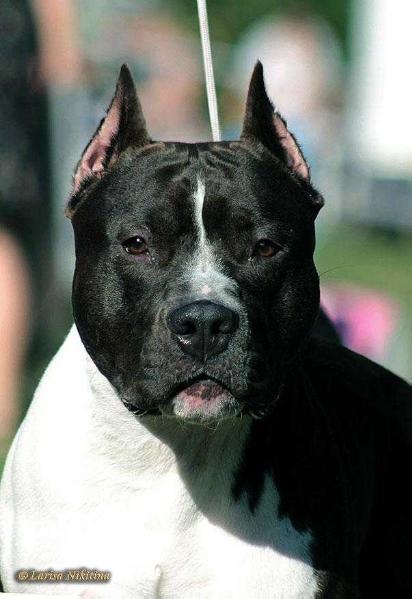 Moya Oda Trefovij Tuz | American Staffordshire Terrier 