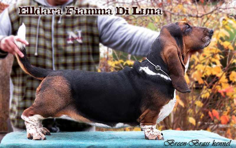 Elldara Fiamma Di Luna BREENBRASS | Basset Hound 