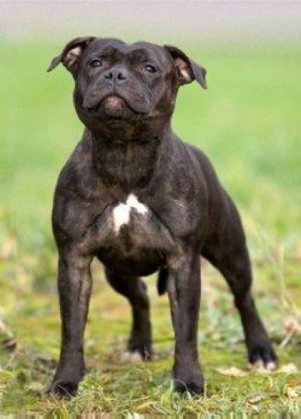 Skyfire Blessing Agness | Staffordshire Bull Terrier 