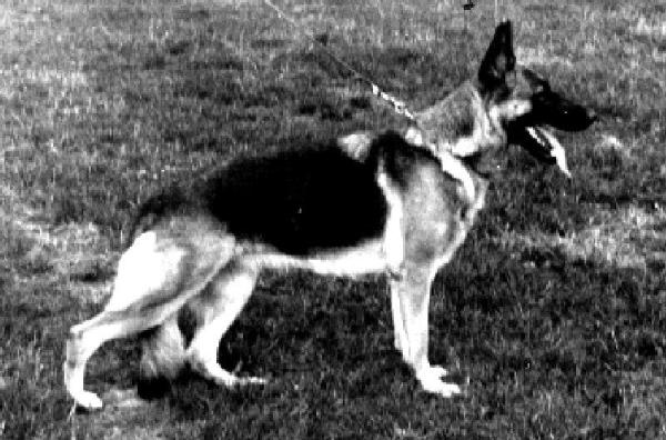 Astrid van Bastogne's Hof | German Shepherd Dog 