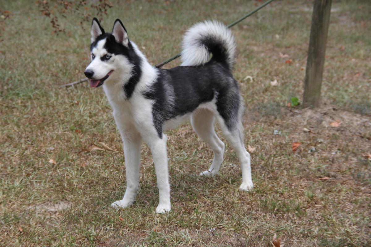 Watz's Siberian Husky | Siberian Husky 