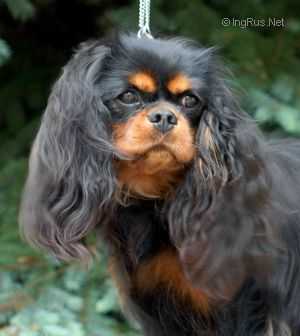 Oleandra Du Chateau Noblesse | Cavalier King Charles Spaniel 