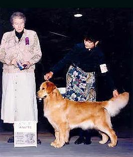 Online Verdoro Ice On Fire | Golden Retriever 