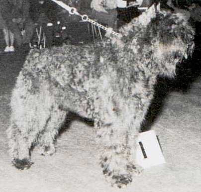 Dominique-Bohéme v. Rovika | Bouvier des Flandres 