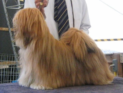 Okajima Cashmere | Lhasa Apso 