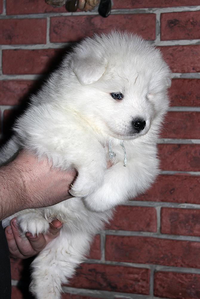 IZDOMASU SILVER STONE | Samoyed 