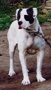 Fuller's Pretty Patches | American Bulldog 